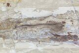 Cretaceous Fossil Squid - Soft-Bodied Preservation #48540-3